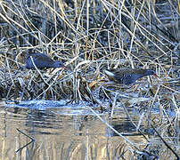 Water Rail