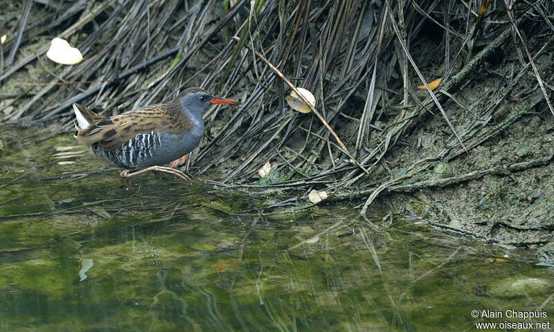 Water Railadult, identification, Behaviour