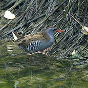 Water Rail