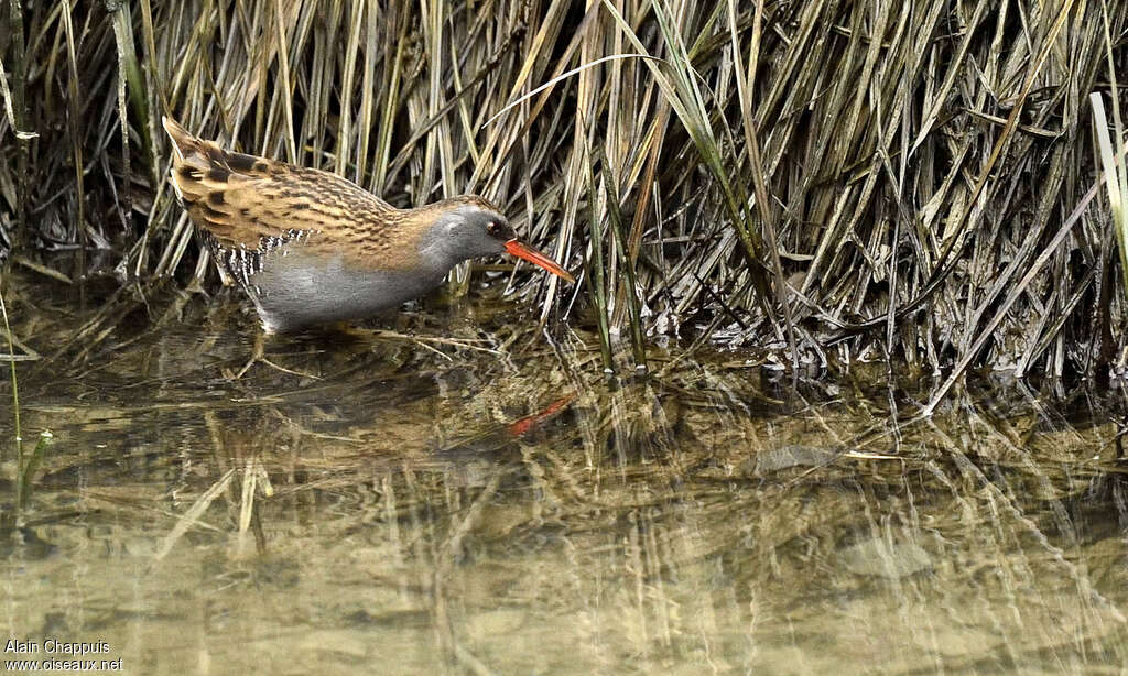 Water Railadult, habitat, Behaviour