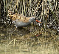 Water Rail