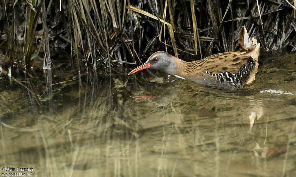 Râle d'eauadulte, identification, Comportement