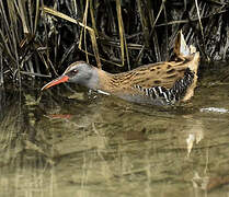 Water Rail