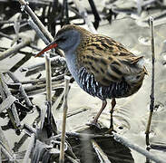 Water Rail