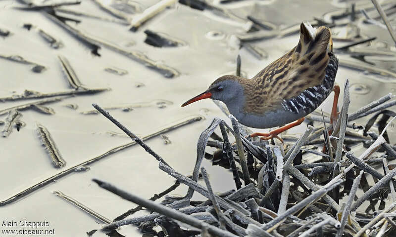 Râle d'eauadulte, identification, Comportement