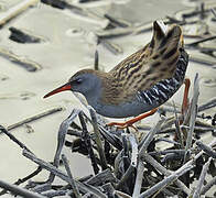 Water Rail