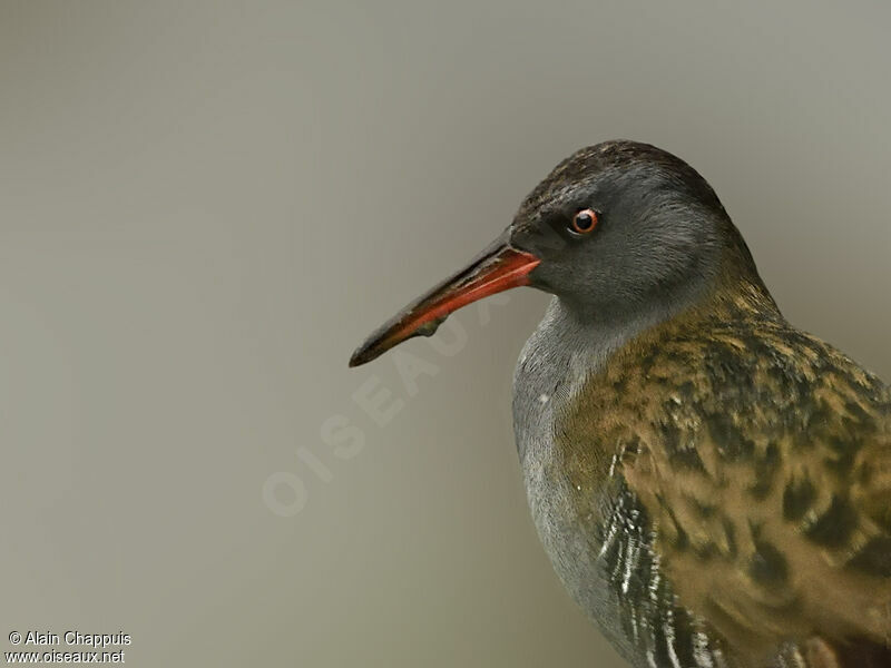 Râle d'eau, identification, Comportement