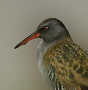 Water Rail