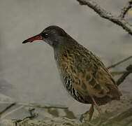 Water Rail