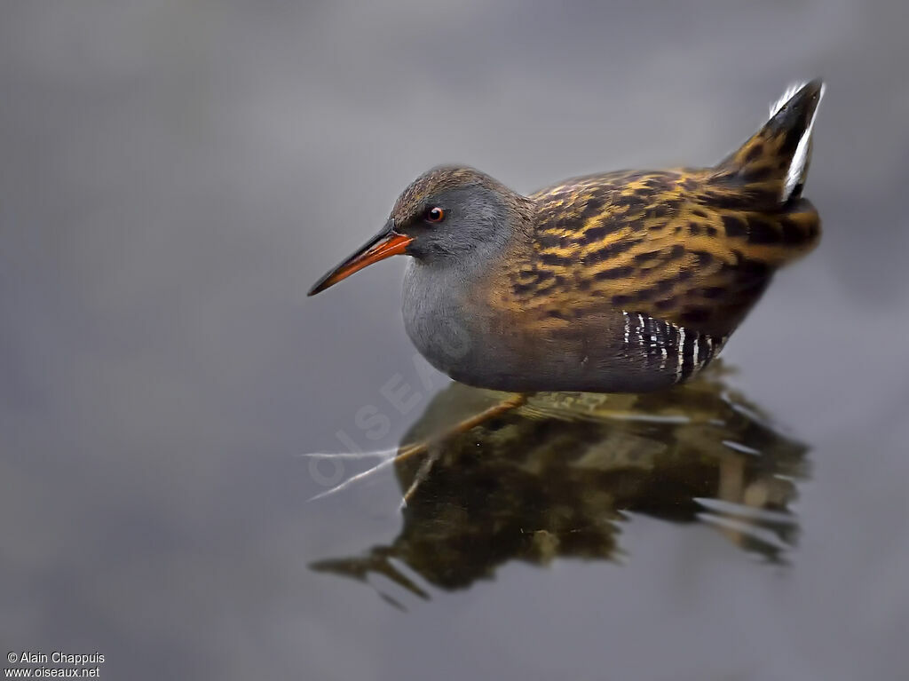 Râle d'eauadulte, identification, marche, pêche/chasse