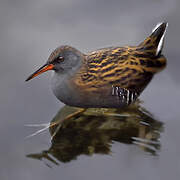 Water Rail