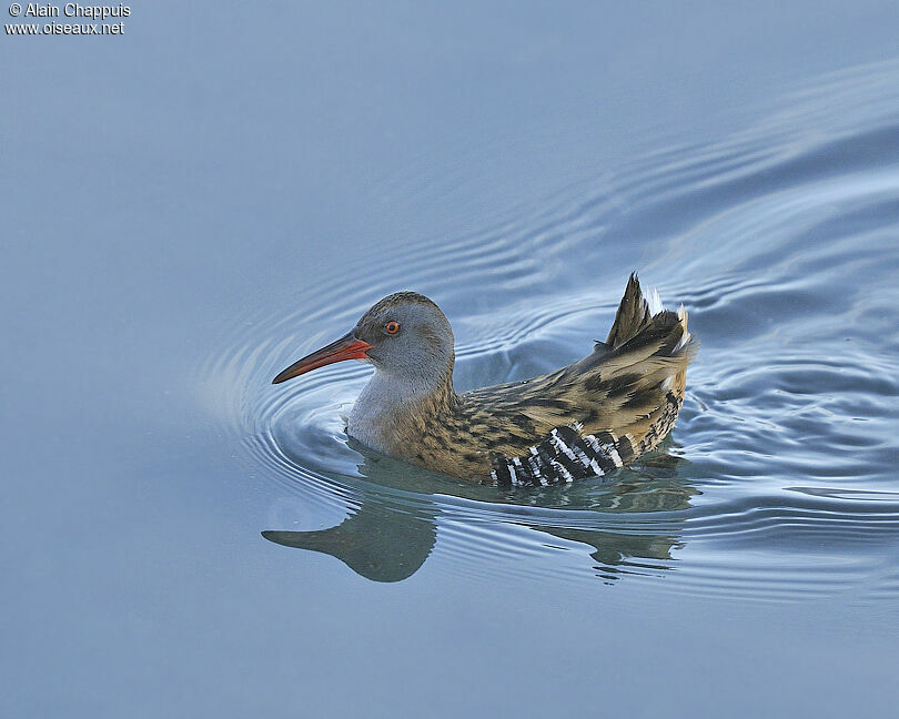 Râle d'eauadulte, identification, Comportement