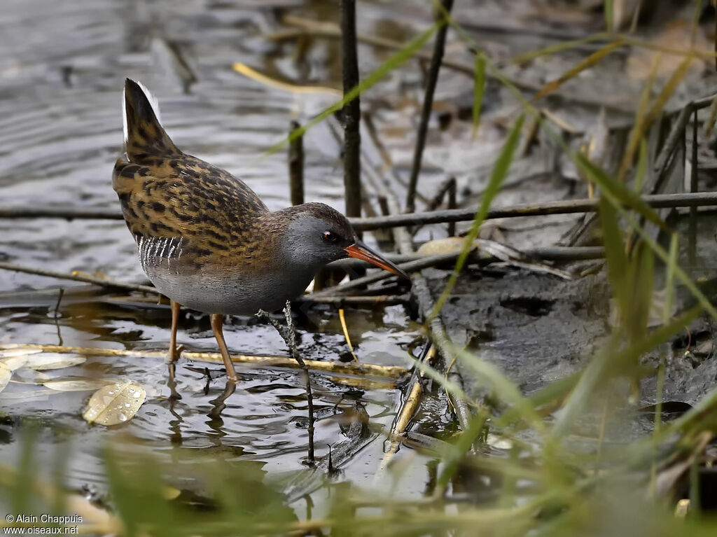 Râle d'eauadulte, identification, marche, pêche/chasse