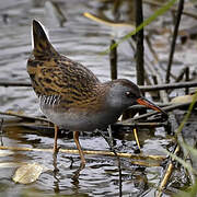 Water Rail