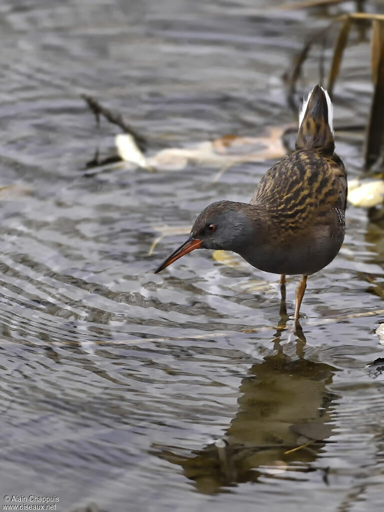 Water Railadult, identification, walking, fishing/hunting