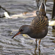 Water Rail