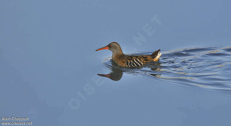 Water Railadult, identification, Behaviour