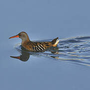 Water Rail