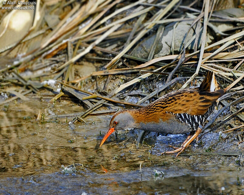 Râle d'eauadulte, identification, Comportement