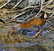 Water Rail