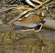 Water Rail