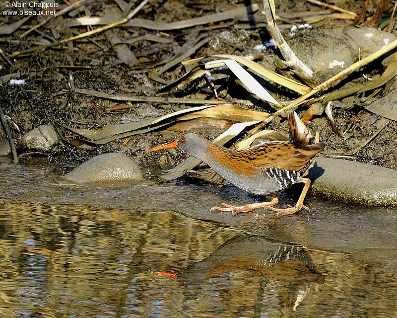 Water Railadult, identification, Behaviour