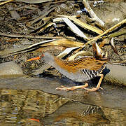 Water Rail