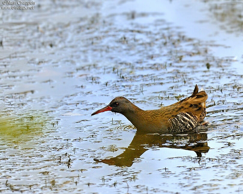 Râle d'eauadulte, identification