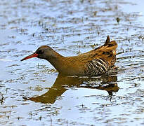 Water Rail