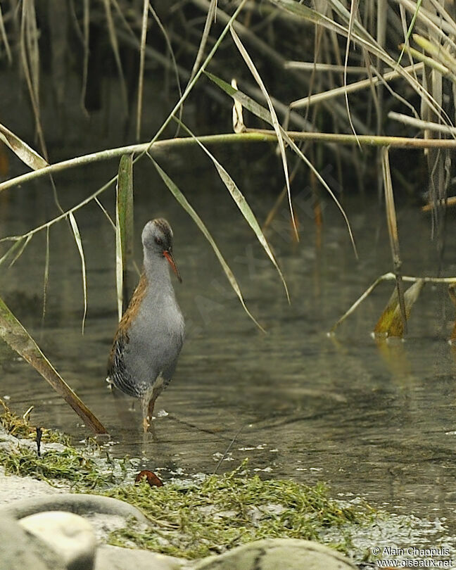 Râle d'eauadulte, identification