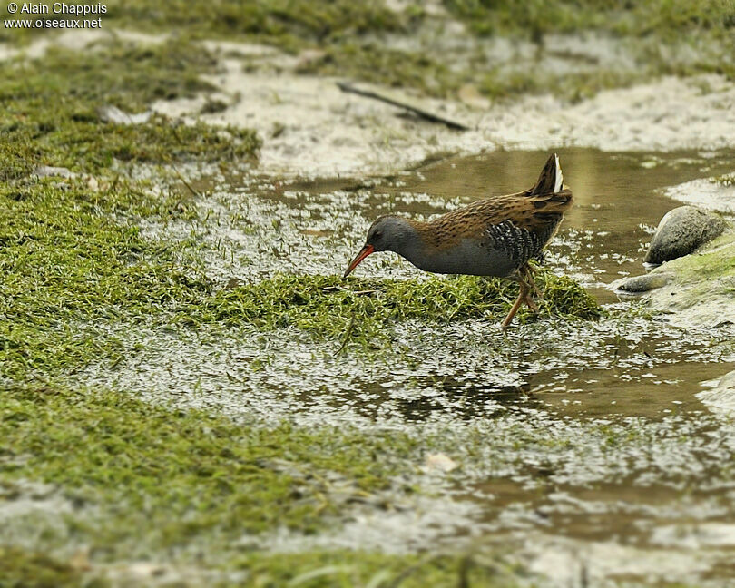 Râle d'eauadulte, identification, Comportement