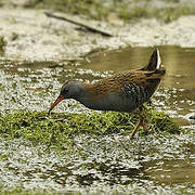 Water Rail