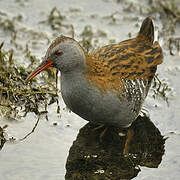 Water Rail