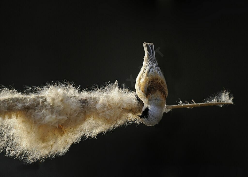 Eurasian Penduline Titadult, identification, Behaviour