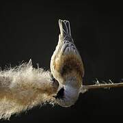 Eurasian Penduline Tit