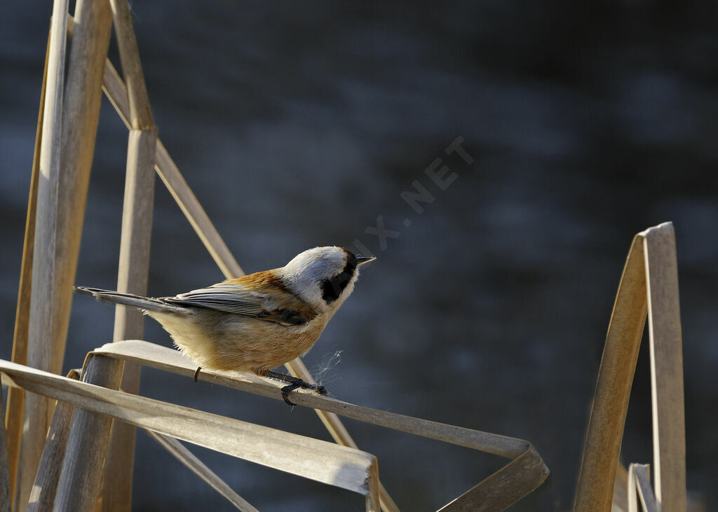 Eurasian Penduline Titadult, identification, Behaviour