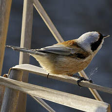 Rémiz penduline