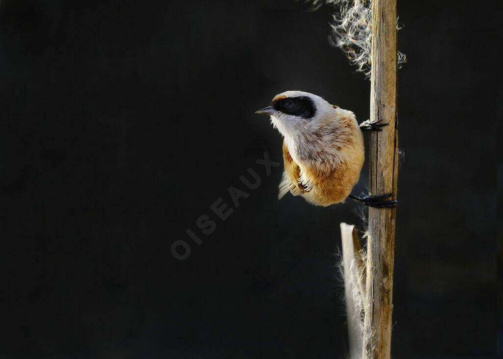 Eurasian Penduline Titadult, identification, Behaviour