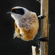 Eurasian Penduline Tit