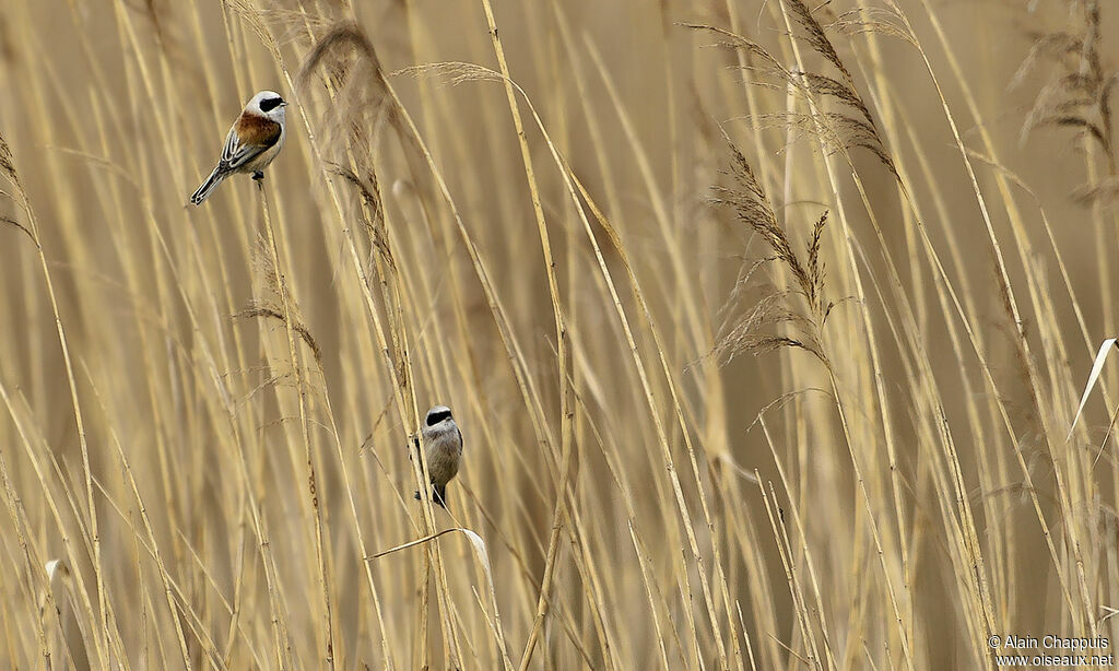 Eurasian Penduline Titadult, identification, Behaviour