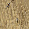 Rémiz penduline