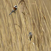 Rémiz penduline