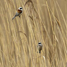 Rémiz penduline