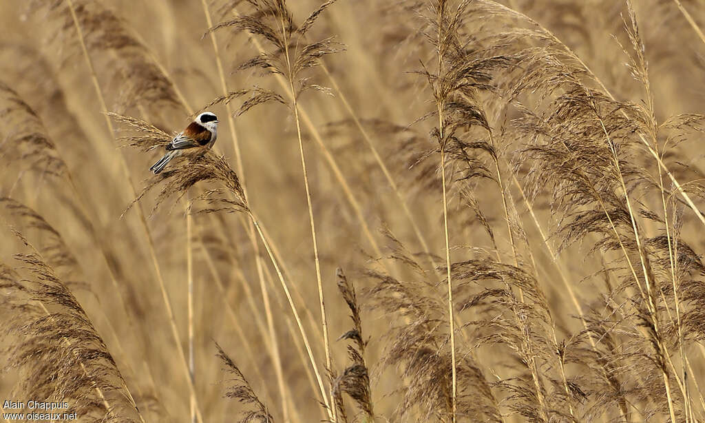 Eurasian Penduline Tit male adult breeding, habitat, Behaviour