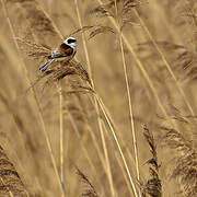 Rémiz penduline