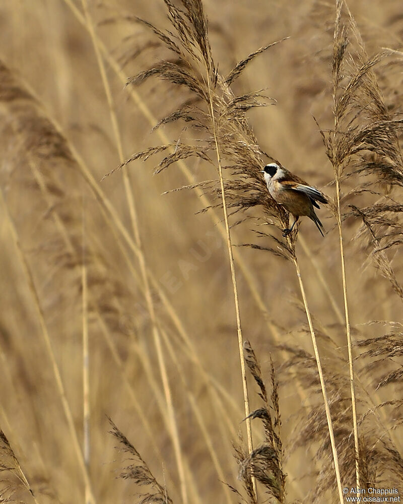 Eurasian Penduline Titadult, identification, Behaviour