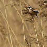 Eurasian Penduline Tit