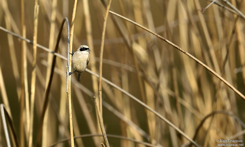 Eurasian Penduline Titadult, identification, Behaviour