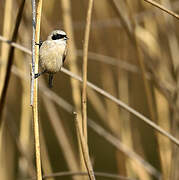 Rémiz penduline