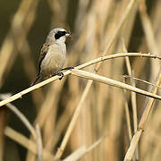 Eurasian Penduline Tit